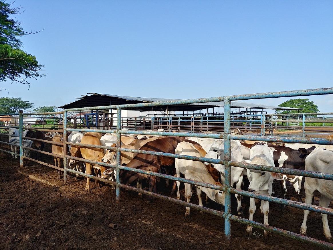 Fundo rancho Tuy